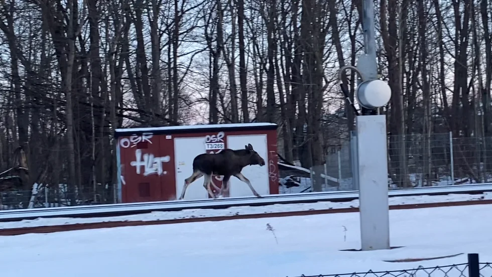 Under fredagseftermiddagen syntes en älg springa runt på spårområdet i Motala.