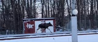 VIDEO: Här springer älgen runt på spårområdet 