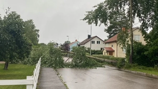 Ett större träd har lagt sig tvärs över Härnegatan i Ljungsbro på tisdagsmorgonen.