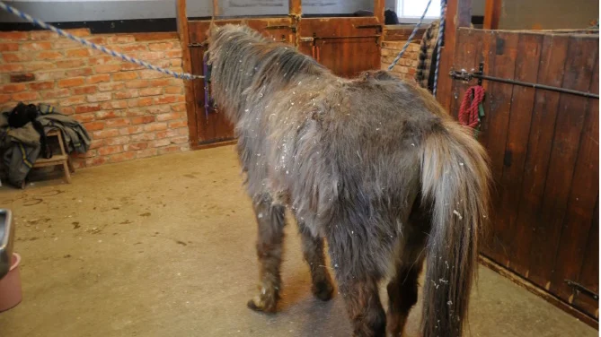 Enligt veterinären i länsstyrelsens rapport har hästarna lidit av undernäring och svält under en längre tid.