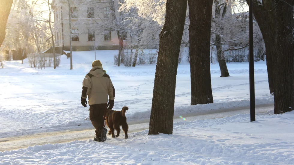 Lösa hundar i Observatorieparken delar upp hundägare i två läger. "Koppla hundarna", säger ena sidan. "Trams", säger den andra.