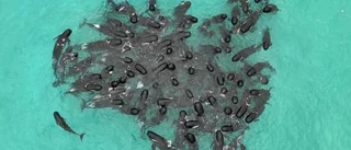 51 valar döda efter mystisk strandning