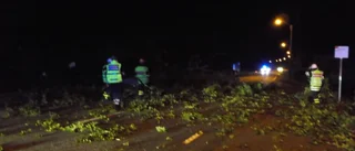 Träd stoppade trafik