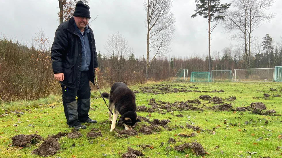 Per Carlsson och hunden Kotten inspekterar skadorna på planen efter vildsvinens framfart.