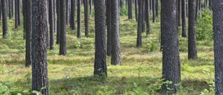 Mer pengar till naturvård och friluftsliv