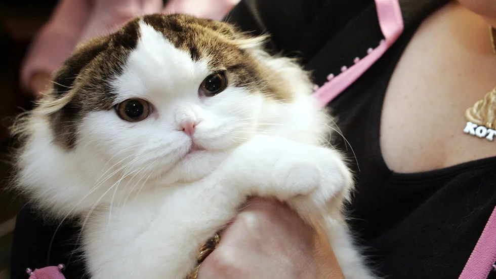 En sex månader gammal Scottish fold-katt fångad på bild i New York 2005. Arkivbild.