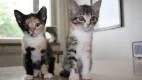 KATTSYSkon. Zussi och Zara blev det vinnande förslaget till namn på katterna som hittades i ett soprum i Visby. Foto: Ewa Israelson