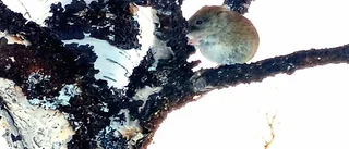 Läsarbilden: En klättermus i Arjeplogsfjällen