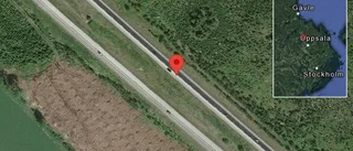 Rådjur på vägen på E4