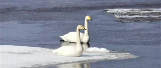 Fågelliv i Torneälven