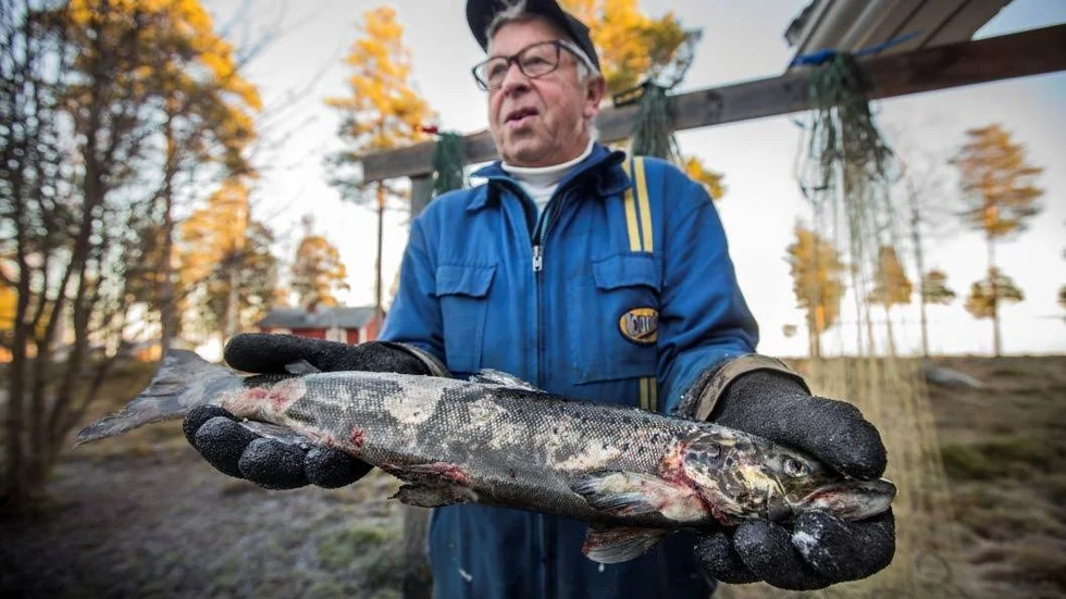 Per-Erik Lindström fick en öring full med otäcka utslag i havet utanför Jävre på onsdagen. Nu undrar han vad det kan vara för sjukdom som drabbat fisken.