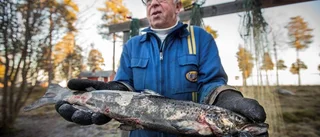 Per-Erik fångade en ful fisk