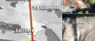 Släpade sin hund i dragkroken – grät under rättegången