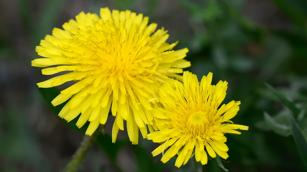 Maskrosen är som en liten sol.