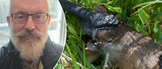 Här försöker huggormen svälja vattensorken