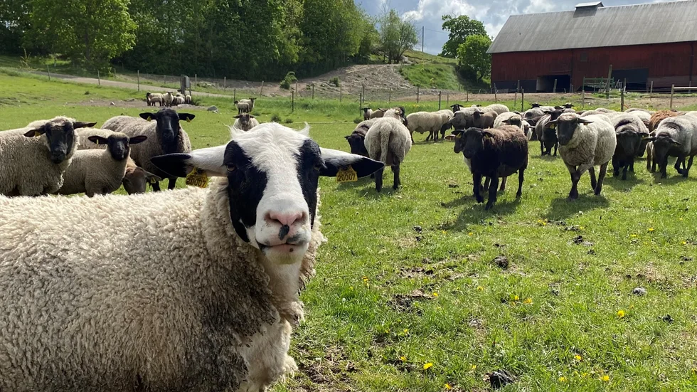 ”Här har de gått promenader i vår lammhage hela sommaren och så vet de inte vad en gimmer är?”, konstaterar Mien förskräckt om vännernas okunskap.