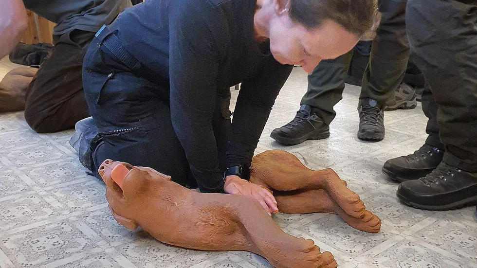 Kursdeltagare övar hjärt-lungräddning på en hunddockorna.