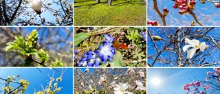 Sol och värme har fått det att blomma i centrum