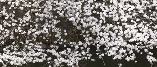 Larmet: Tidigaste blomningen på 1 200 år