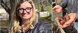 Här kan vem som helst odla – mitt i stan
