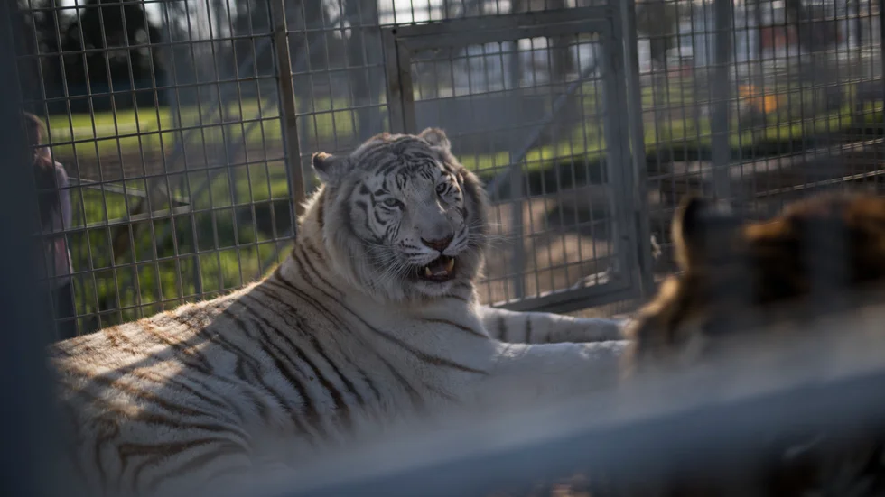 Frankrikes nya djurskyddslag förbjuder vilda djur på cirkus. Även minkuppfödning förbjuds. Arkivbild.