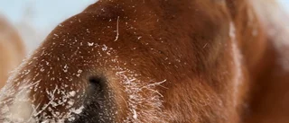 Här var det kallast i natt • "Nästan så att –20 känns behagligt" ❄️