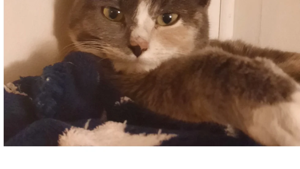 Kattungen, som fått namnet Tur, vilar ut på Nynäshamns katthem. Känner du igen henne?
