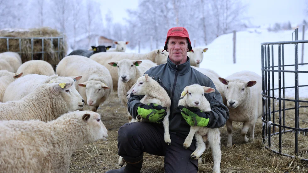Ove Larsson i Kuttainen har jobbat för fårföreningen i byn sedan starten 2009. Idag har de 70 får och lamningen är planerad till mitten av mars och i början av april månad. En tacka är dräktig i drygt 145 dygn. 