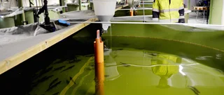 God levnadsmiljö för yngel på Kvistforsens Laxodling: ”Enda fiskodlingen i norra Sverige med etageplan” 