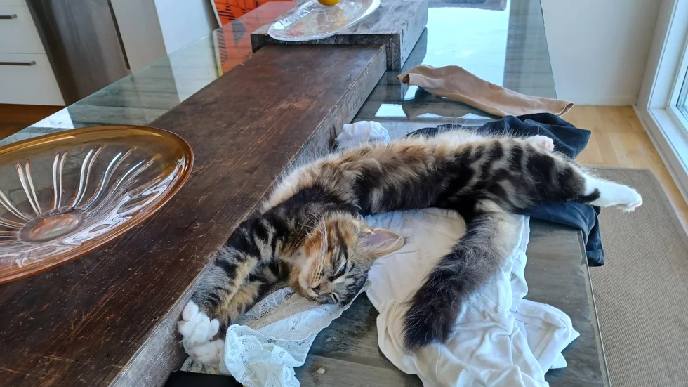 Katten Magnus tar här igen sig efter ett arbetspass vid Sjövägen i Marby.