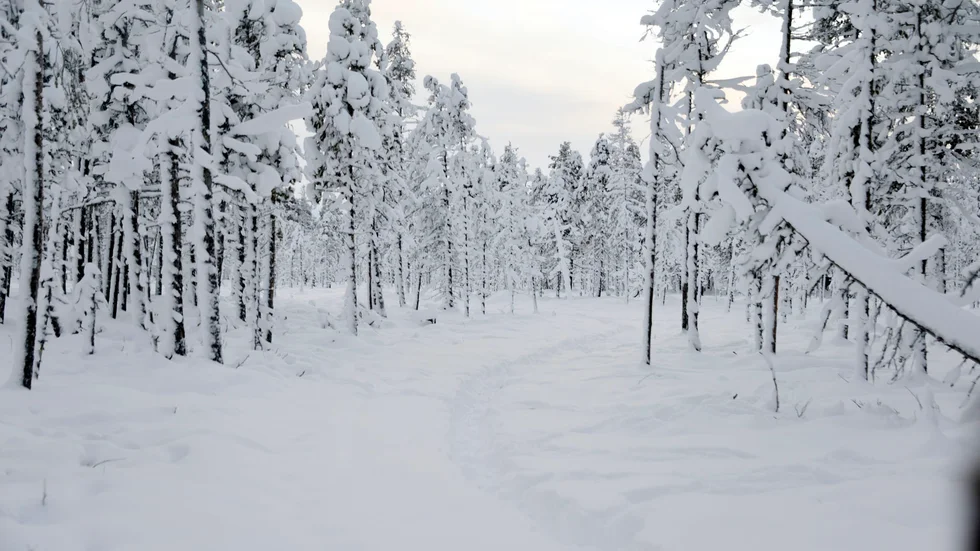 Älg-autostrada. Skogen i Lippi ser ut som en myrstack i genomskärning. Överallt finns det spår av skogens konungar. ”De är påväg mot kusten, en del nöjer sig med några mil, medan andra kan gå 30 mil. Det beror på vad de vuxit upp med att göra”, förklarar Åse Sundström.  Foto: Foto: Sofie Abrahamsson.
