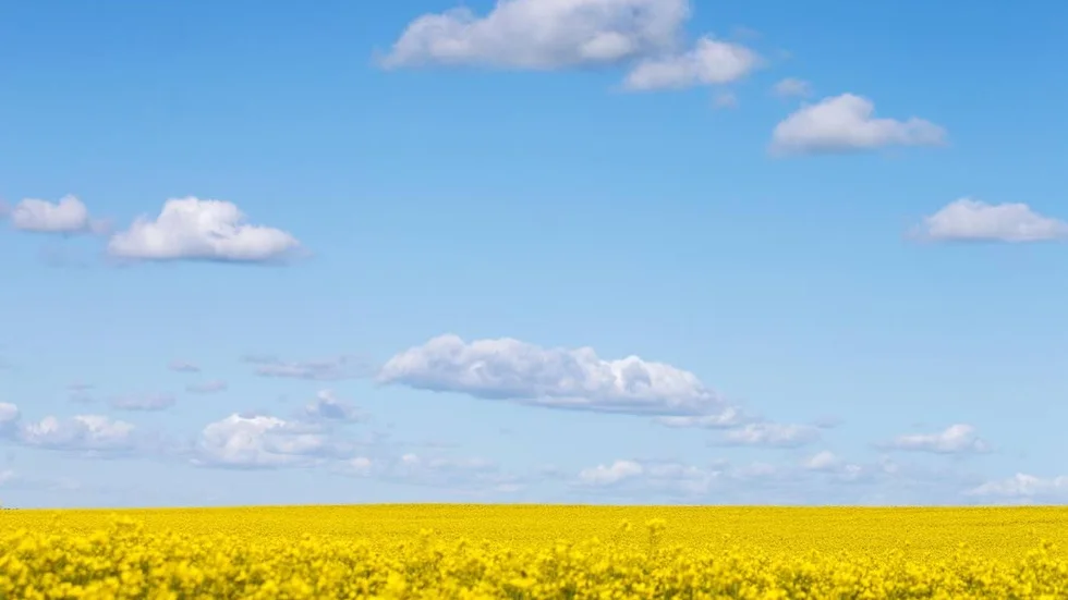 Bilden är från Skänninge men hade lika gärna kunnat vara Ukraina. Den minskade handeln med ukrainsk spannmål har lett till brist på mat i Afrika, och kan tänkas öka antalet flyktingar framöver.