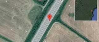 Rådjur på vägen på E4