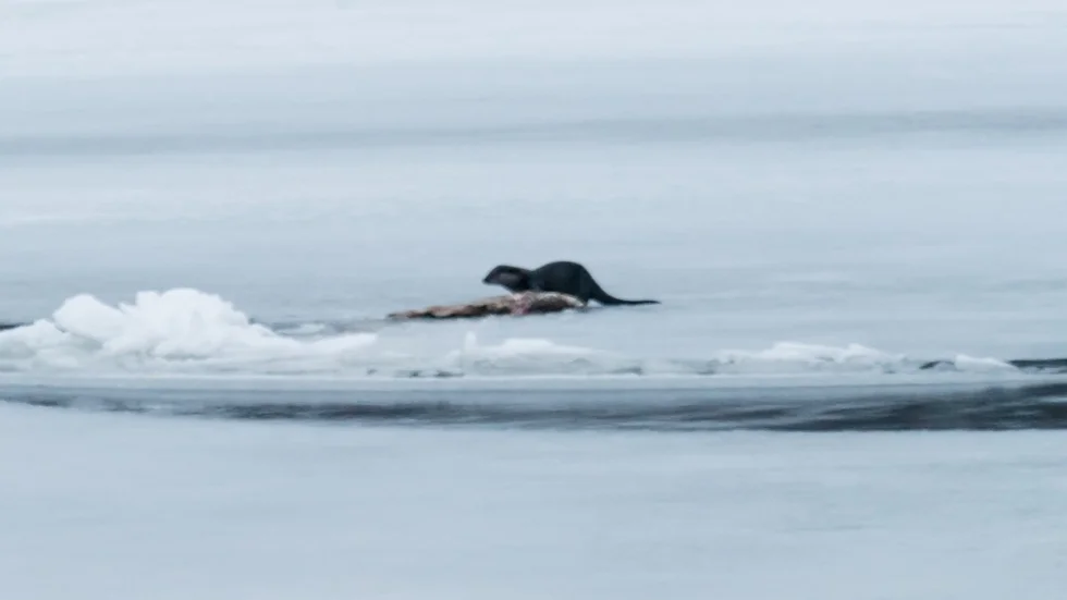 Foto: Mathias Carlsson