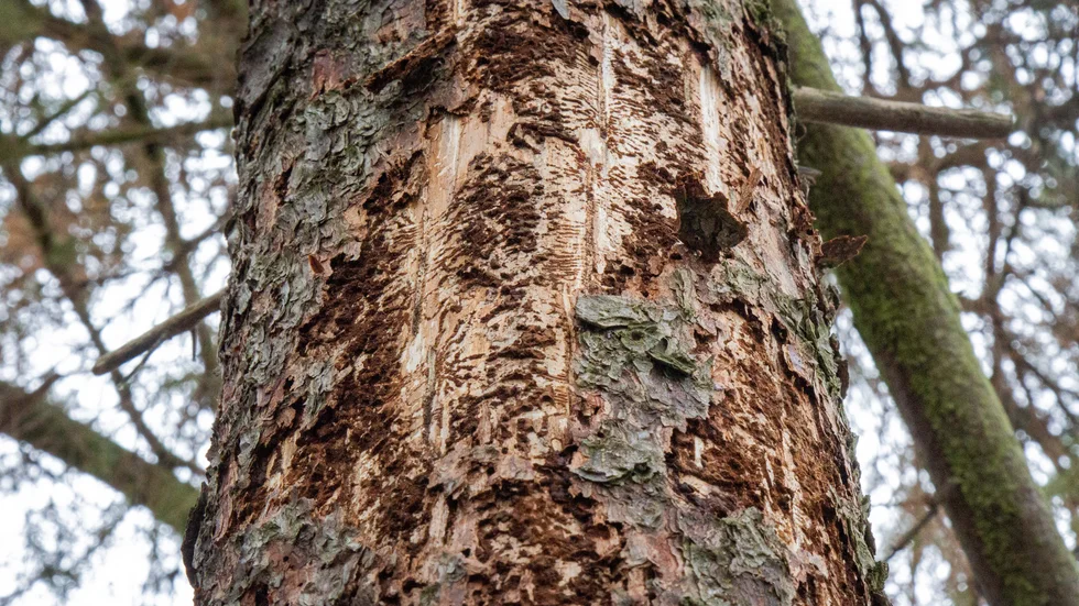 Granbarkborren ställer till det, men på avlägsna platser som Kammarbergen kan den naturliga gallringen gynna miljön.