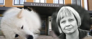 Avlivningsbeslutet kvarstår – i morgon avgörs hunden Denas öde: ”Ingreppet hon behöver innebär en ganska omfattande kostnad”
