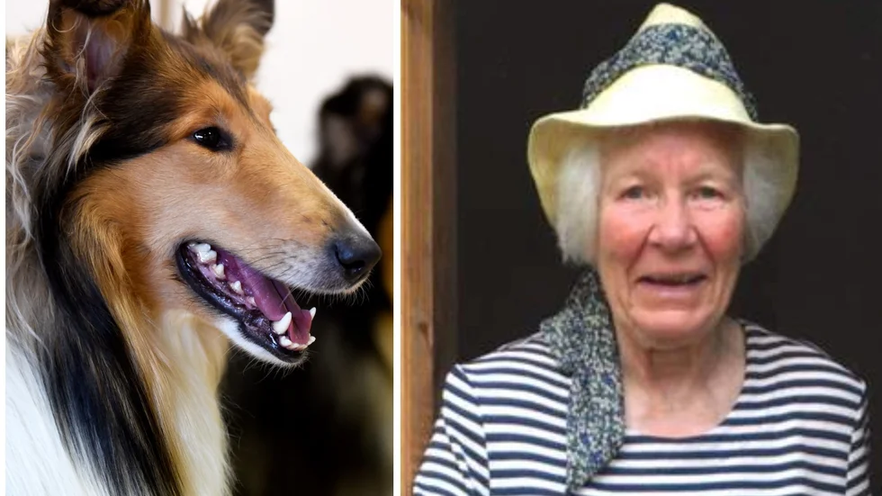 Birgitta Carlsson älskade hundar av rasen collie. Under sin tid som hundägare hade hon kontakt med universitetsdjursjukhuset vid SLU i Uppsala.