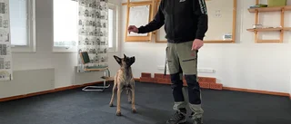 Hundpsykologen om de vanligaste problemen • Då söker flest hjälp • "Hundar är lika oss på många sätt"
