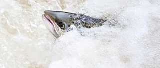 Insändare: Ät fisken – den är nyttig