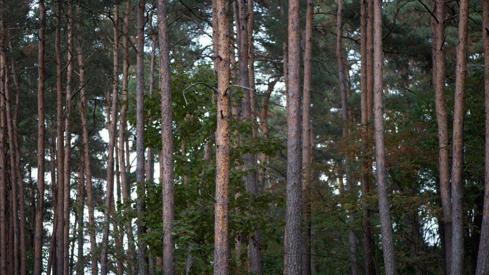 Skogsstyrelsen är oroad över ökningen av de multiskadade ungskogarna de fyra nordligaste länen.