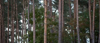 Oro för svampangrepp på skogen i norra Sverige