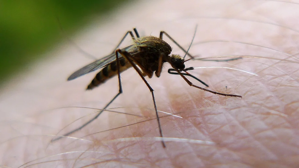 SMITTA. Myggor sprider Sindbisvirus som ger Ockelbosjukan.