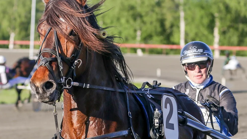 Ängskalla är en av fem Skelleftehästar i V75 i Boden på lördag. Foto: Ola Westerberg