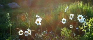 Den blomstermagi nu kommer