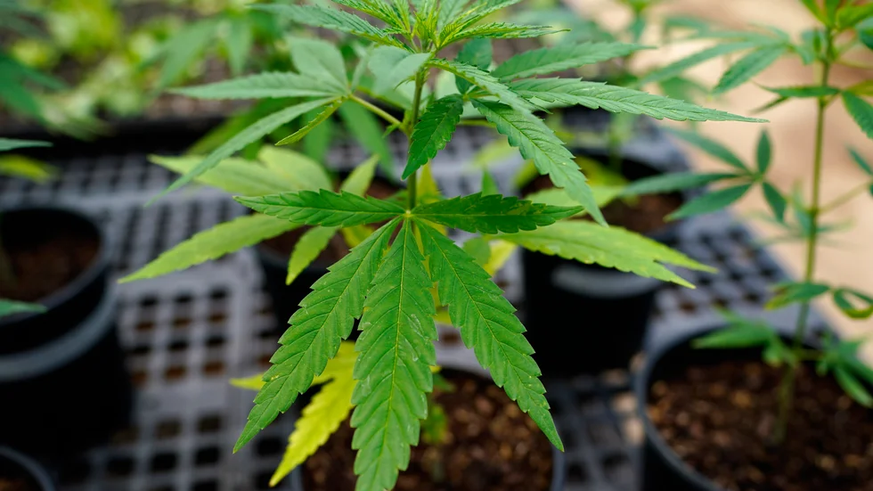 CBD-olja utvinns från hampväxten och finns i dag godkänt i vissa läkemedel på den svenska marknaden. Bilden är en genrebild.