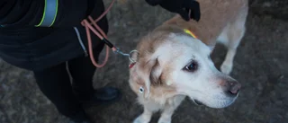 Hundägare i kläm när dagis måste flytta      