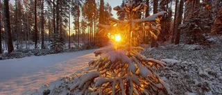 Läsarbilden: Sol och snö        