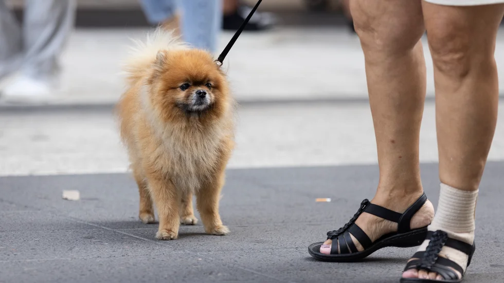 Polisen har fått in en anmälan om brott mot lagen om tillsyn över hundar och katter. Men enligt polisen kan det även bli tal om vållande till kroppsskada. Det efter att en äldre kvinna och hennes hund blivit attackerade av en lösspringande hund utanför Virserum. Kvinnan och hunden på bilden har inget med händelsen att göra. 