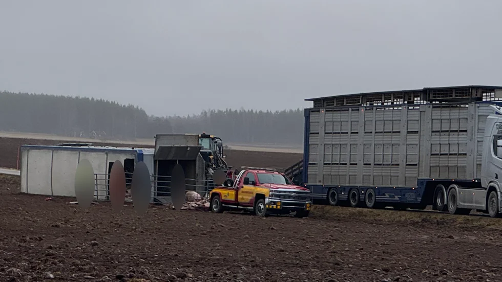 En trasport med grisar välte på fredagsmorgonen utanför Motala.