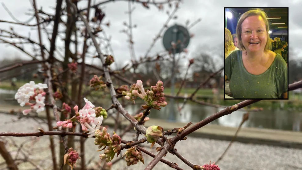 Ringvor Andersson blev väldigt förvånad när hon stötte på den blommande busken.